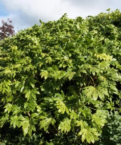 10 Japanese Fatsia Seeds - Aralia Japonica Paperplant Shrub Flower - Image 11