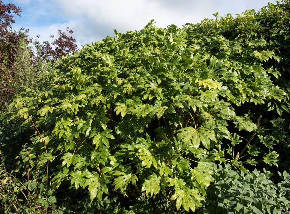 10 Japanese Fatsia Seeds - Aralia Japonica Paperplant Shrub Flower - Image 11