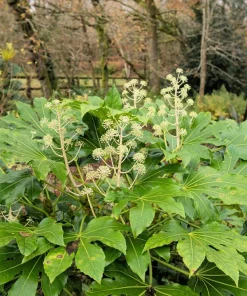 10 Japanese Fatsia Seeds - Aralia Japonica Paperplant Shrub Flower - Image 12