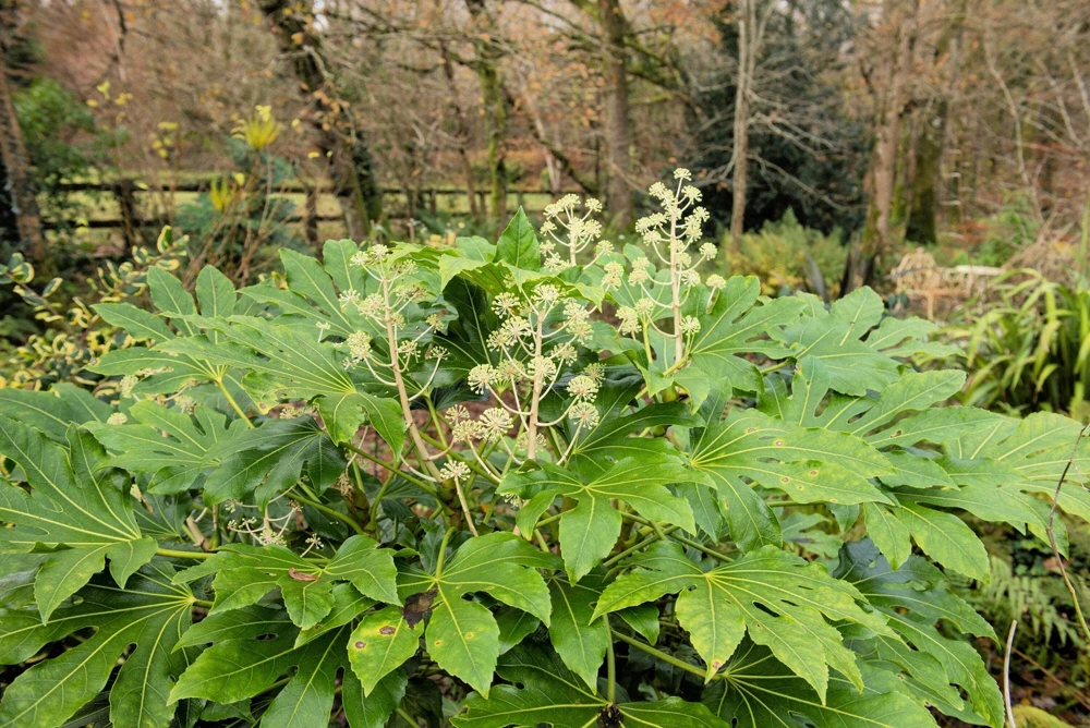 10 Japanese Fatsia Seeds - Aralia Japonica Paperplant Shrub Flower - Image 12