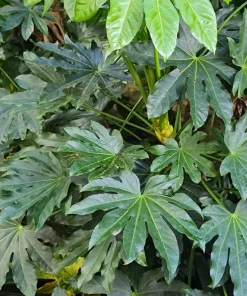 10 Japanese Fatsia Seeds - Aralia Japonica Paperplant Shrub Flower - Image 13