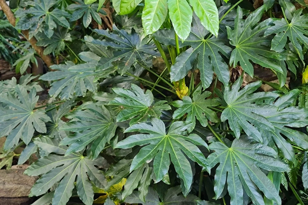 10 Japanese Fatsia Seeds - Aralia Japonica Paperplant Shrub Flower - Image 13