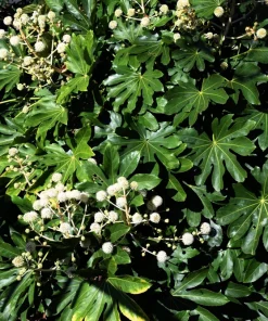 10 Japanese Fatsia Seeds - Aralia Japonica Paperplant Shrub Flower - Image 2