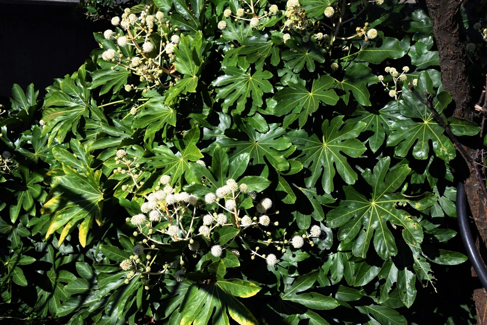 10 Japanese Fatsia Seeds - Aralia Japonica Paperplant Shrub Flower - Image 2