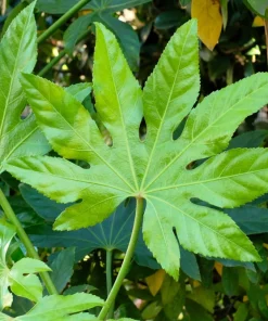 10 Japanese Fatsia Seeds - Aralia Japonica Paperplant Shrub Flower - Image 3