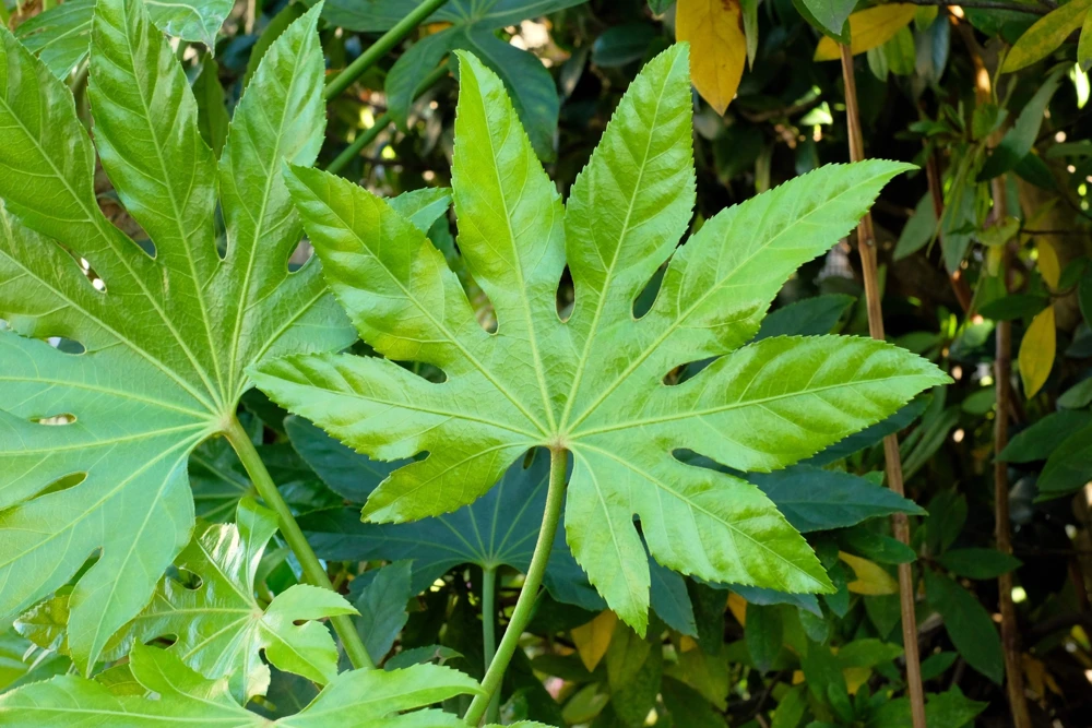 10 Japanese Fatsia Seeds - Aralia Japonica Paperplant Shrub Flower - Image 3