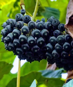 10 Japanese Fatsia Seeds - Aralia Japonica Paperplant Shrub Flower - Image 4