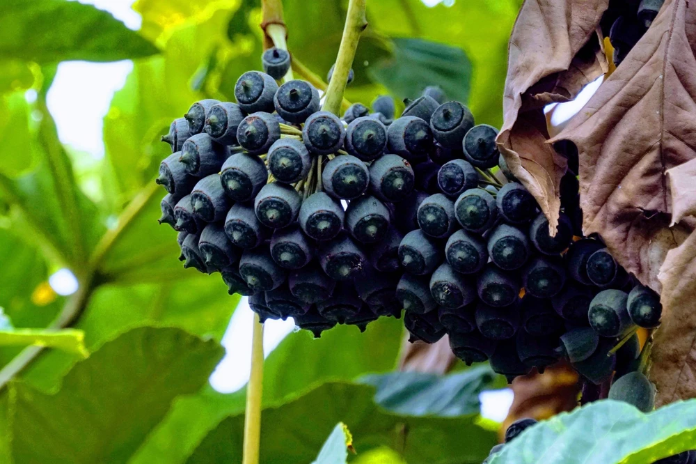 10 Japanese Fatsia Seeds - Aralia Japonica Paperplant Shrub Flower - Image 4
