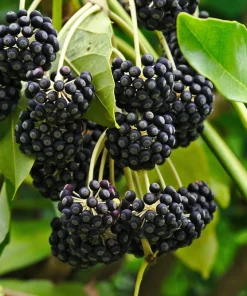 10 Japanese Fatsia Seeds - Aralia Japonica Paperplant Shrub Flower - Image 5