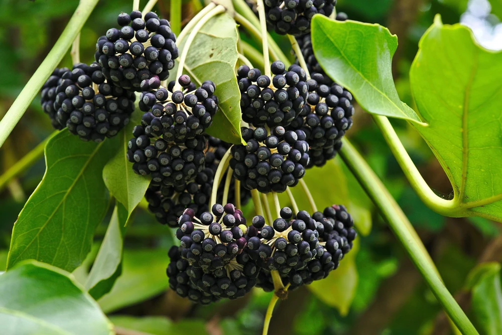 10 Japanese Fatsia Seeds - Aralia Japonica Paperplant Shrub Flower - Image 5