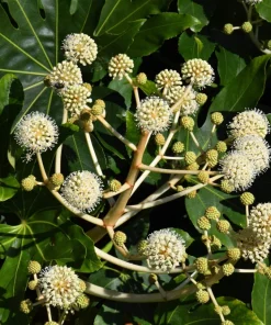 10 Japanese Fatsia Seeds - Aralia Japonica Paperplant Shrub Flower - Image 6