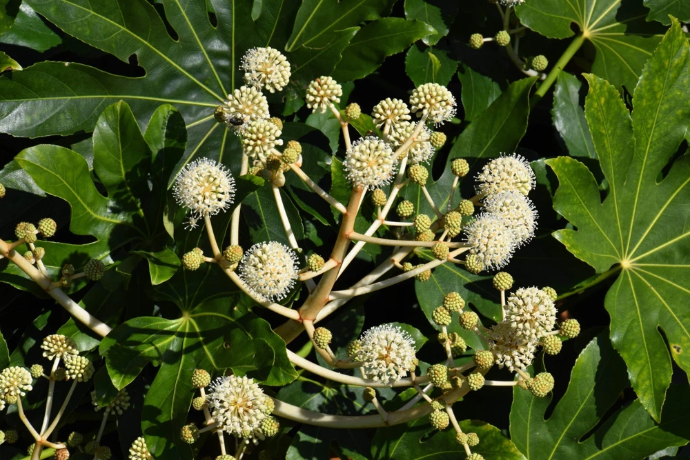 10 Japanese Fatsia Seeds - Aralia Japonica Paperplant Shrub Flower - Image 6