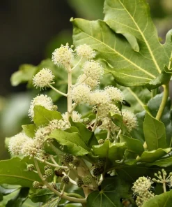 10 Japanese Fatsia Seeds - Aralia Japonica Paperplant Shrub Flower - Image 7