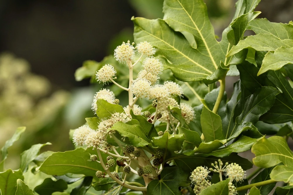 10 Japanese Fatsia Seeds - Aralia Japonica Paperplant Shrub Flower - Image 7