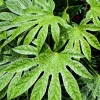 10 Japanese Fatsia Seeds - Aralia Japonica Paperplant Shrub Flower - Image 1