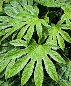10 Japanese Fatsia Seeds - Aralia Japonica Paperplant Shrub Flower - Image 1