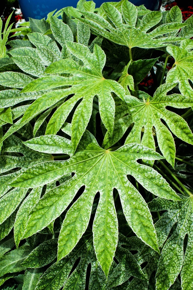 10 Japanese Fatsia Seeds - Aralia Japonica Paperplant Shrub Flower - Image 1