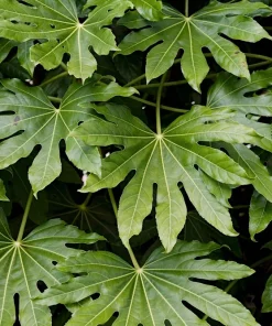 10 Japanese Fatsia Seeds - Aralia Japonica Paperplant Shrub Flower - Image 9