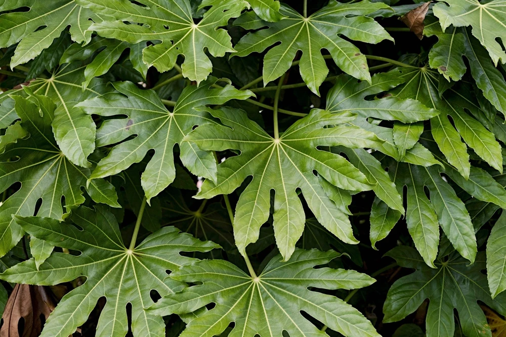10 Japanese Fatsia Seeds - Aralia Japonica Paperplant Shrub Flower - Image 9