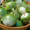 10 Kermit Eggplant Seeds - Green White Thai Solanum Melongena Vegetable Seeds - Image 1