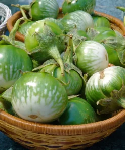 10 Kermit Eggplant Seeds - Green White Thai Solanum Melongena Vegetable Seeds - Image 1
