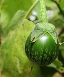 10 Kermit Eggplant Seeds - Green White Thai Solanum Melongena Vegetable Seeds - Image 2