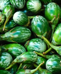 10 Kermit Eggplant Seeds - Green White Thai Solanum Melongena Vegetable Seeds - Image 5