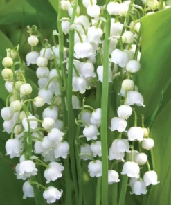 10 Lily of the Valley Bulbs – Fragrant White Perennial Flowers for Shade Gardens - Image 2