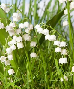 10 Lily of the Valley Bulbs – Fragrant White Perennial Flowers for Shade Gardens - Image 3