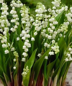 10 Lily of the Valley Bulbs – Fragrant White Perennial Flowers for Shade Gardens - Image 4