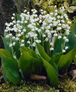 10 Lily of the Valley Bulbs – Fragrant White Perennial Flowers for Shade Gardens - Image 5
