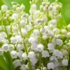 10 Lily of the Valley Bulbs – Fragrant White Perennial Flowers for Shade Gardens - Image 1