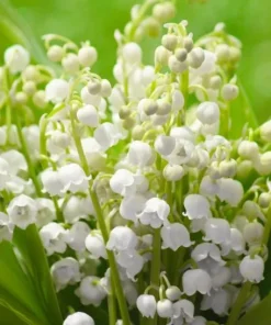 10 Lily of the Valley Bulbs – Fragrant White Perennial Flowers for Shade Gardens - Image 1