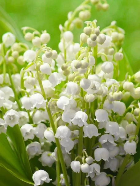10 Lily of the Valley Bulbs – Fragrant White Perennial Flowers for Shade Gardens - Image 1