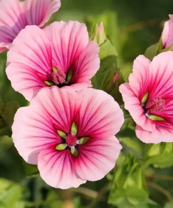 10 Malope Trifida 'Vulcan' Seeds - Mallowwort Flower Seeds - Image 2