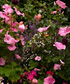 10 Malope Trifida 'Vulcan' Seeds - Mallowwort Flower Seeds - Image 3