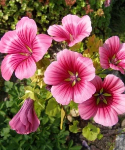 10 Malope Trifida 'Vulcan' Seeds - Mallowwort Flower Seeds - Image 4