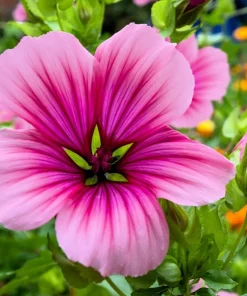10 Malope Trifida 'Vulcan' Seeds - Mallowwort Flower Seeds - Image 5
