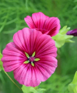 10 Malope Trifida 'Vulcan' Seeds - Mallowwort Flower Seeds - Image 7