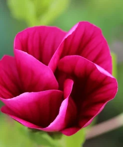 10 Malope Trifida 'Vulcan' Seeds - Mallowwort Flower Seeds - Image 8