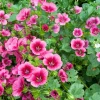 10 Malope Trifida 'Vulcan' Seeds - Mallowwort Flower Seeds - Image 1