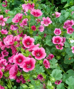 10 Malope Trifida 'Vulcan' Seeds - Mallowwort Flower Seeds - Image 1