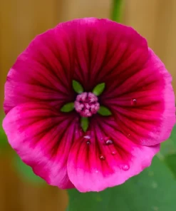 10 Malope Trifida 'Vulcan' Seeds - Mallowwort Flower Seeds - Image 9