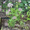 10 Melanoselinum Decipiens Giant Black Parsley Seeds - Flower Seeds - Image 1