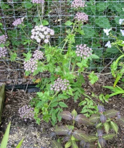 10 Melanoselinum Decipiens Giant Black Parsley Seeds - Flower Seeds - Image 1