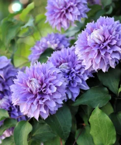 10 Mixed Hybrid Clematis Seeds - Vibrant Flower Vine for Sun to Part Shade - Image 10