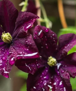 10 Mixed Hybrid Clematis Seeds - Vibrant Flower Vine for Sun to Part Shade - Image 11