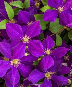 10 Mixed Hybrid Clematis Seeds - Vibrant Flower Vine for Sun to Part Shade - Image 12