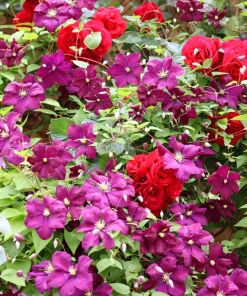 10 Mixed Hybrid Clematis Seeds - Vibrant Flower Vine for Sun to Part Shade - Image 13
