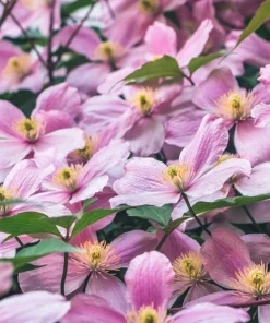 10 Mixed Hybrid Clematis Seeds - Vibrant Flower Vine for Sun to Part Shade - Image 14